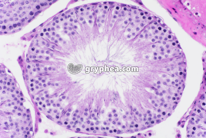 Testicule de Cobaye x100 - gryphea.com